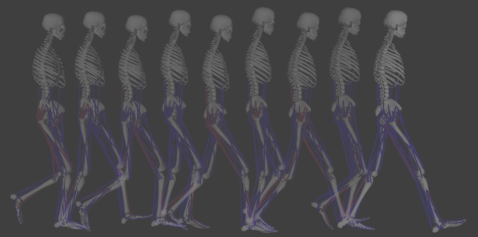 Sequential image of several skeletons with blue and red lines representing muscles, walking