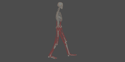 Skeleton with several red line segments representing muscles facing forward in a walking pose